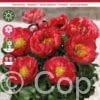 Paeonia Moscow