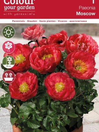 Paeonia Moscow