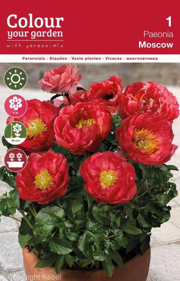 Paeonia Moscow
