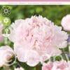 Paeonia Nancy Nora