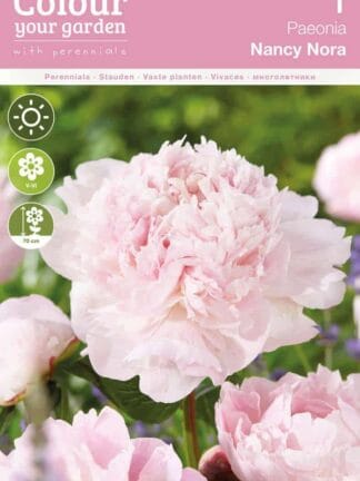 Paeonia Nancy Nora
