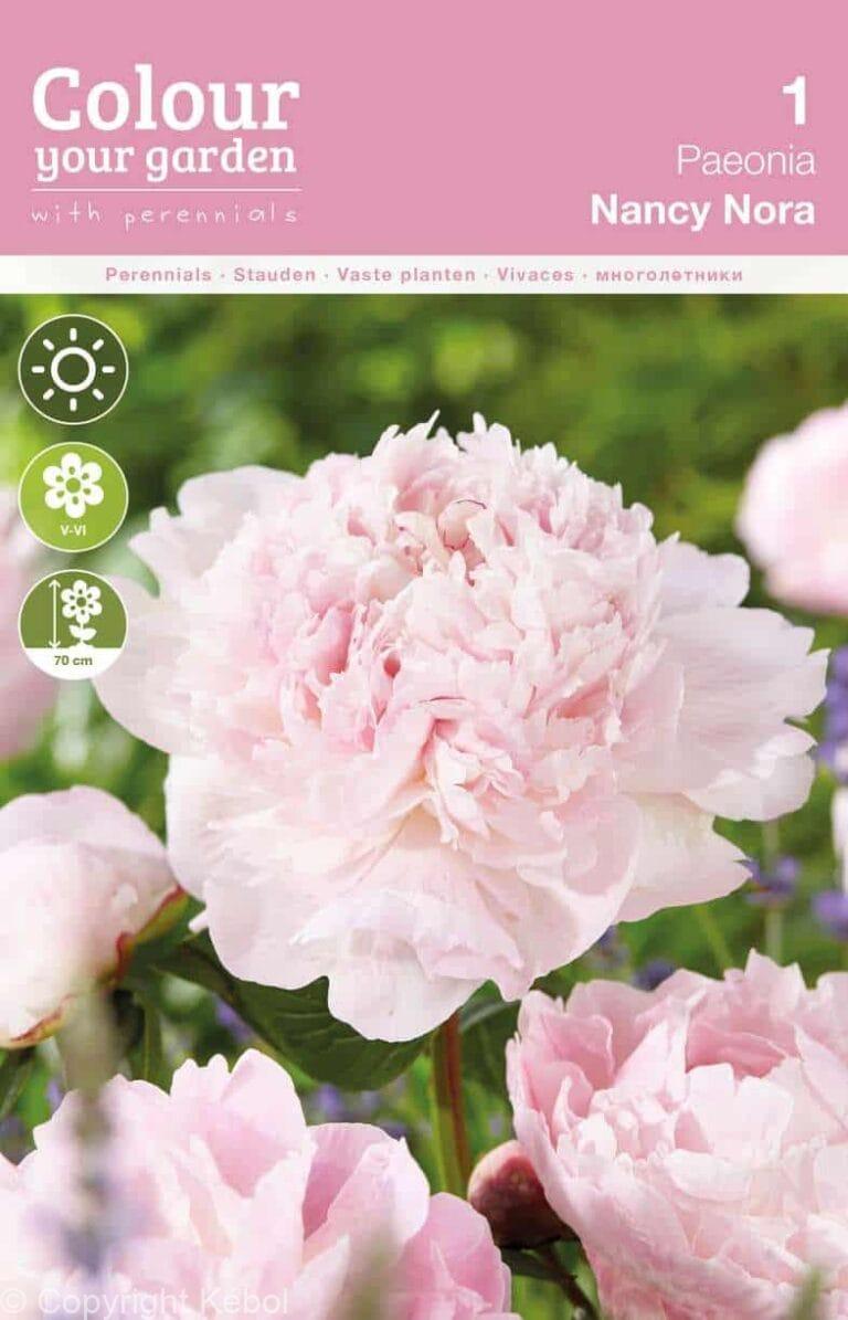 Paeonia Nancy Nora