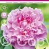Paeonia Pink Jewel