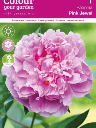 Paeonia Pink Jewel