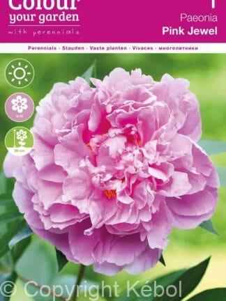 Paeonia Pink Jewel