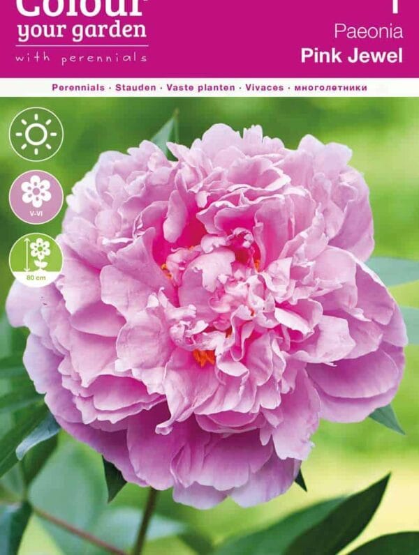 Paeonia Pink Jewel