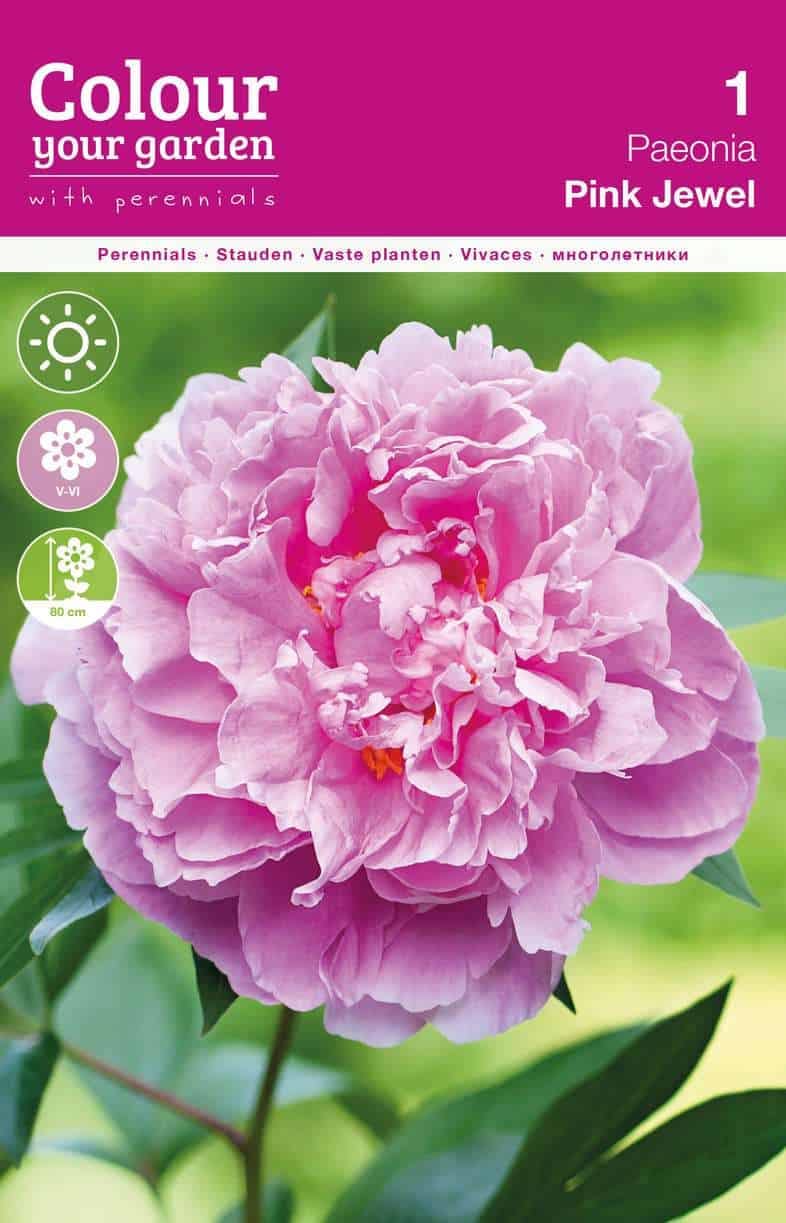 Paeonia Pink Jewel