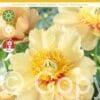 Paeonia Prairie Charm