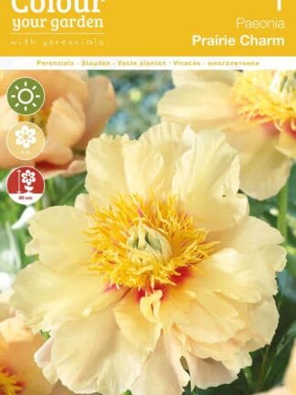 Paeonia Prairie Charm