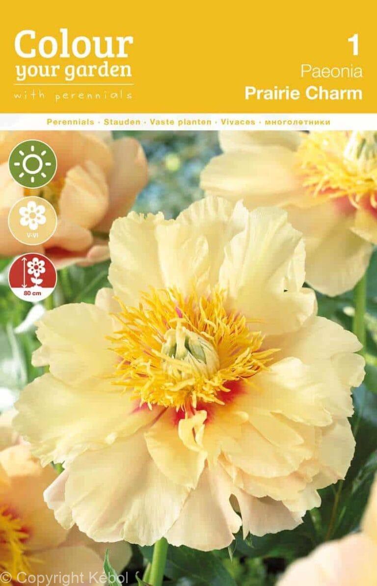 Paeonia Prairie Charm