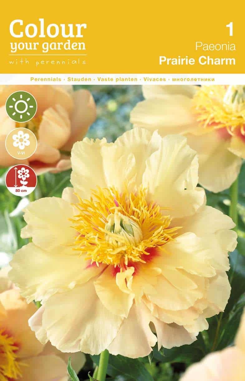 Paeonia Prairie Charm