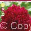 Paeonia Red Double