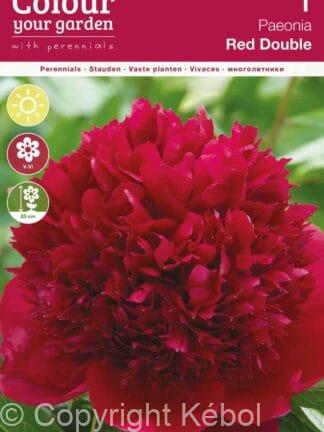 Paeonia Red Double