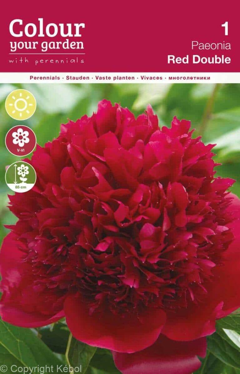 Paeonia Red Double