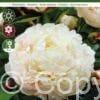 Paeonia Shirley Temple