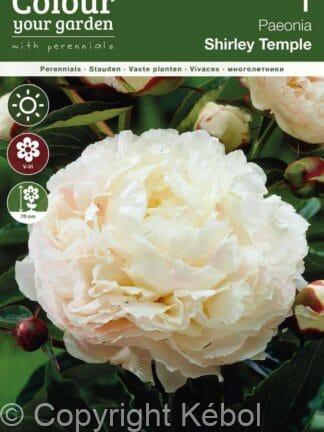 Paeonia Shirley Temple