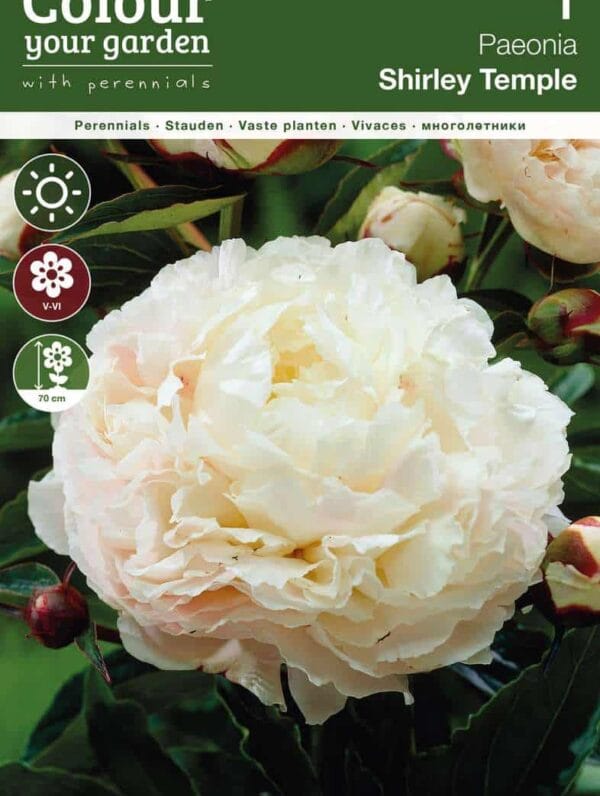 Paeonia Shirley Temple