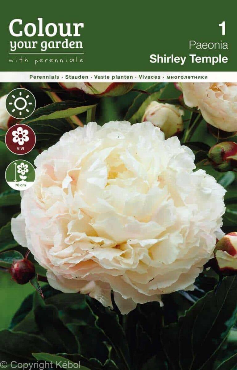 Paeonia Shirley Temple