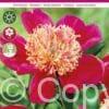 Paeonia Sword Dance
