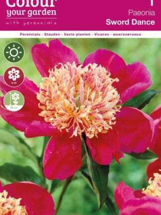 Paeonia Sword Dance