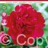 Paeonia Victoire de la Marne