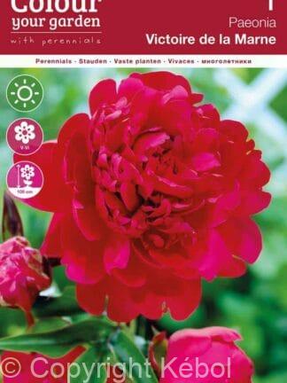 Paeonia Victoire de la Marne