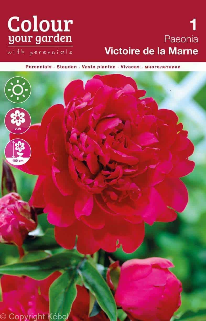 Paeonia Victoire de la Marne