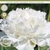 Paeonia White Double