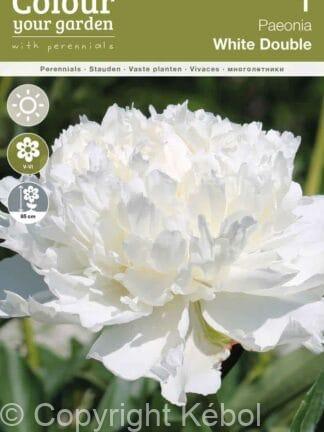 Paeonia White Double