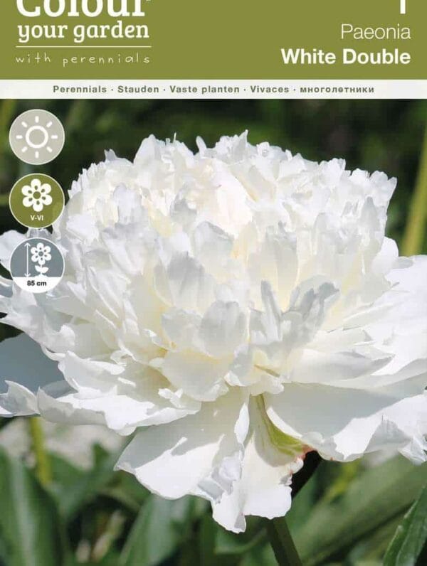 Paeonia White Double