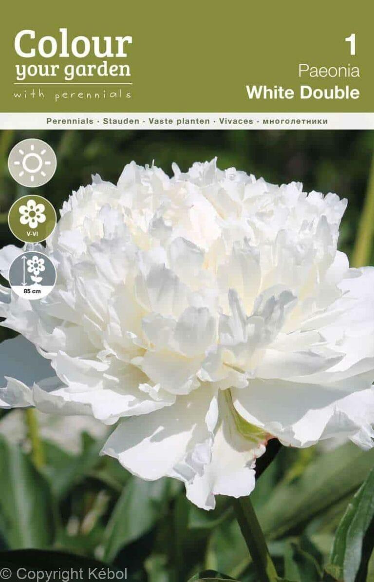 Paeonia White Double