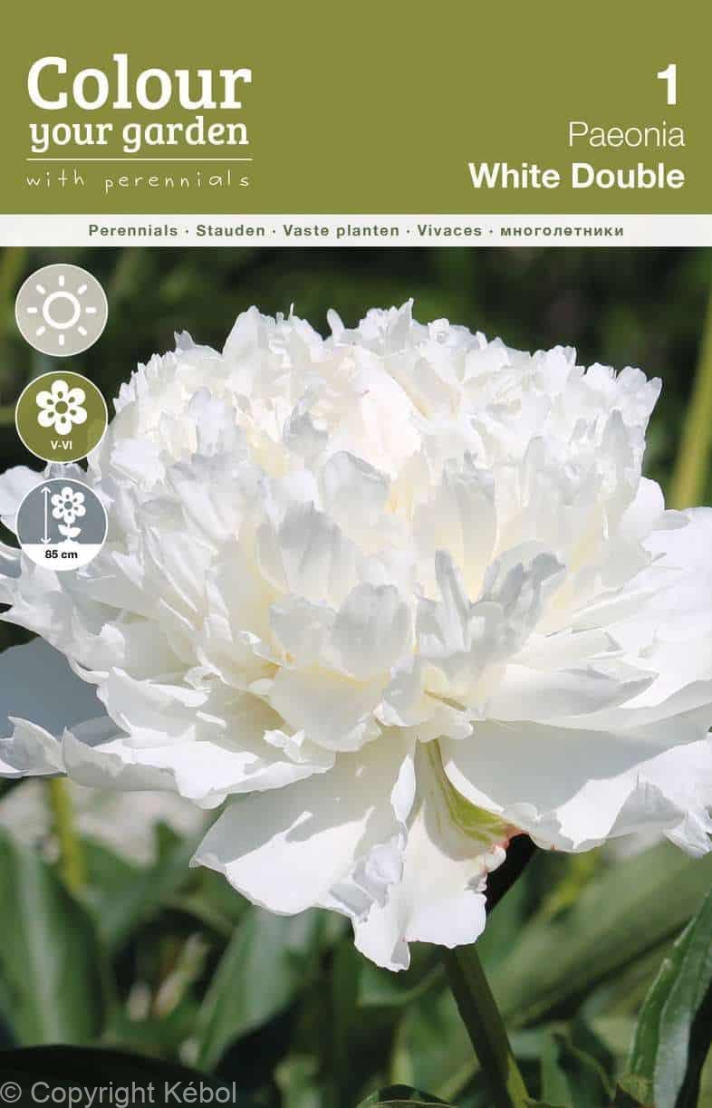 Paeonia White Double