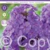 Phlox Paniculata Amethyst