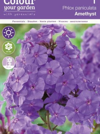 Phlox Paniculata Amethyst