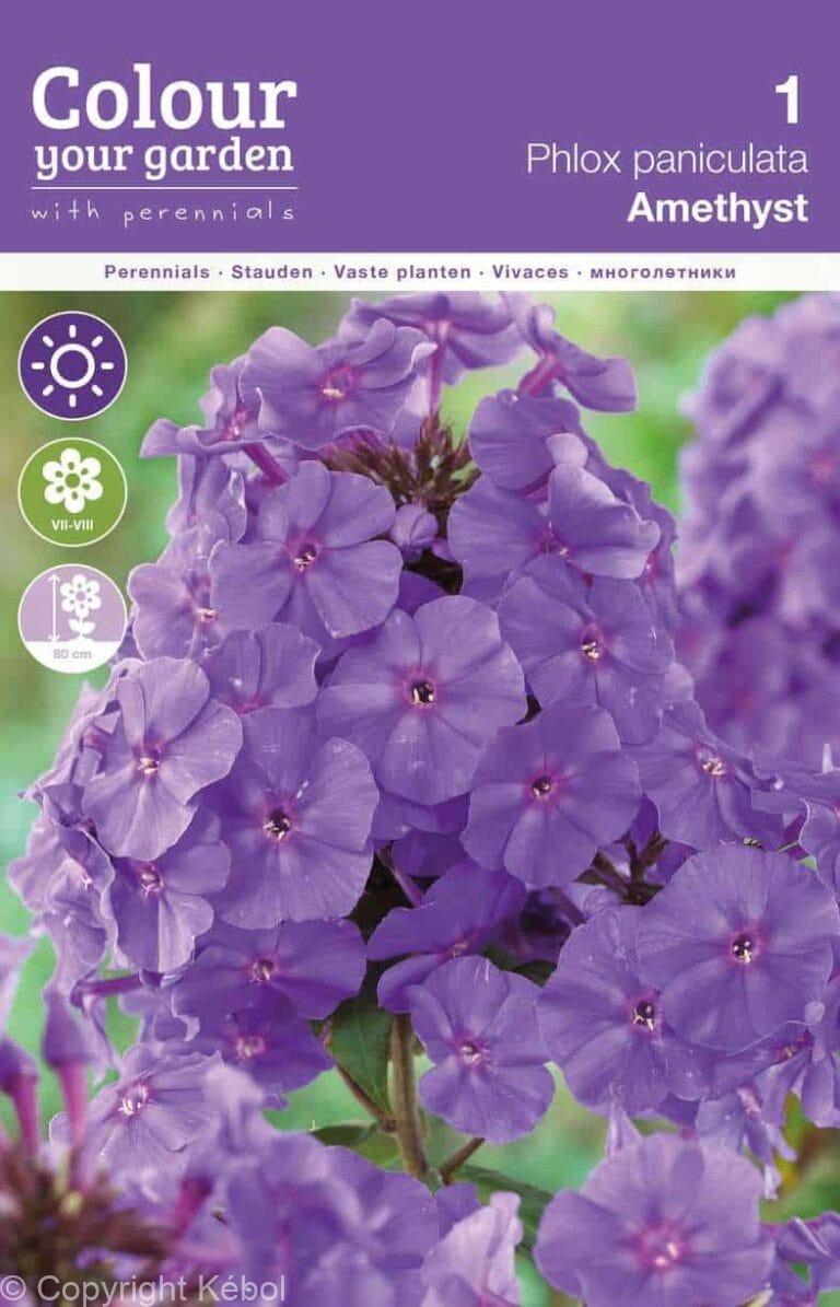 Phlox Paniculata Amethyst
