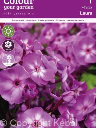 Phlox Paniculata Laura