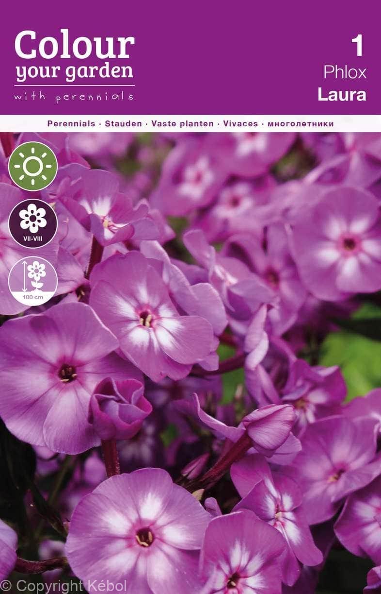 Phlox Paniculata Laura