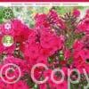 Phlox Paniculata Red