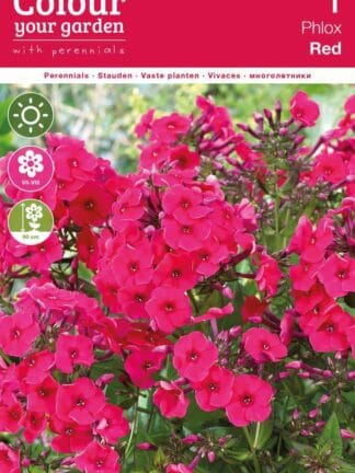 Phlox Paniculata Red