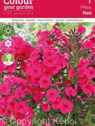 Phlox Paniculata Red