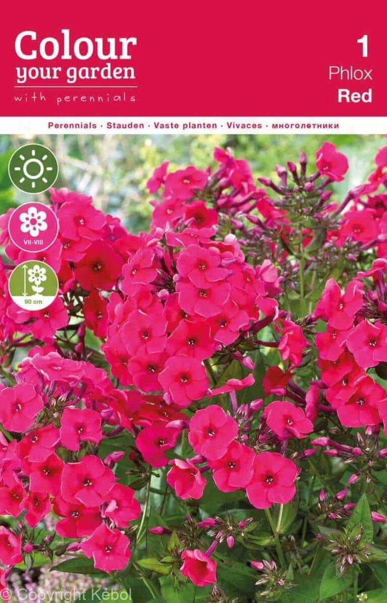Phlox Paniculata Red