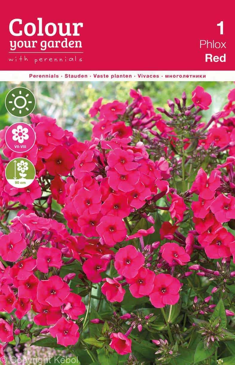 Phlox Paniculata Red