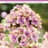 Phlox Paniculata Sherbet Blend 20x