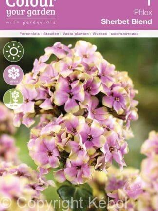 Phlox Paniculata Sherbet Blend 20x