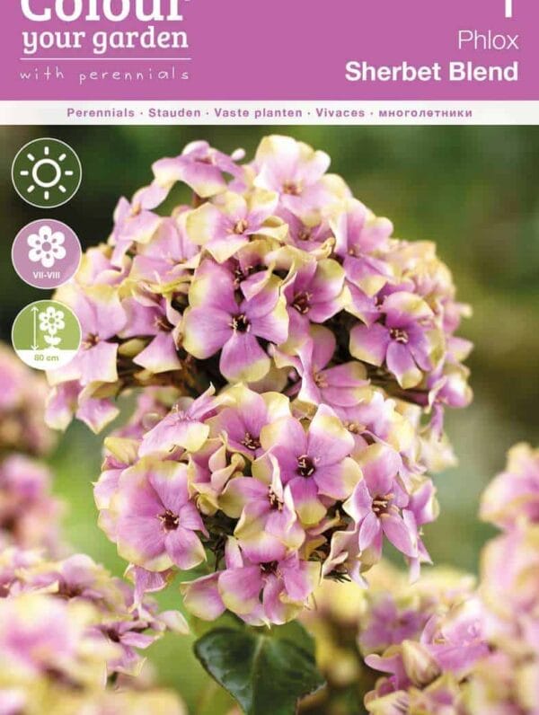 Phlox Paniculata Sherbet Blend 20x