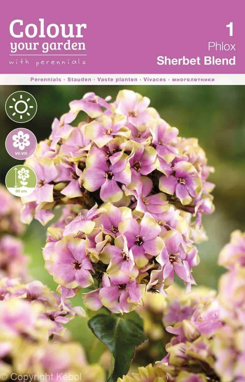 Phlox Paniculata Sherbet Blend 20x