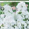 Phlox Paniculata White