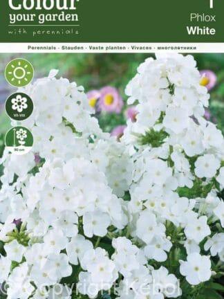 Phlox Paniculata White