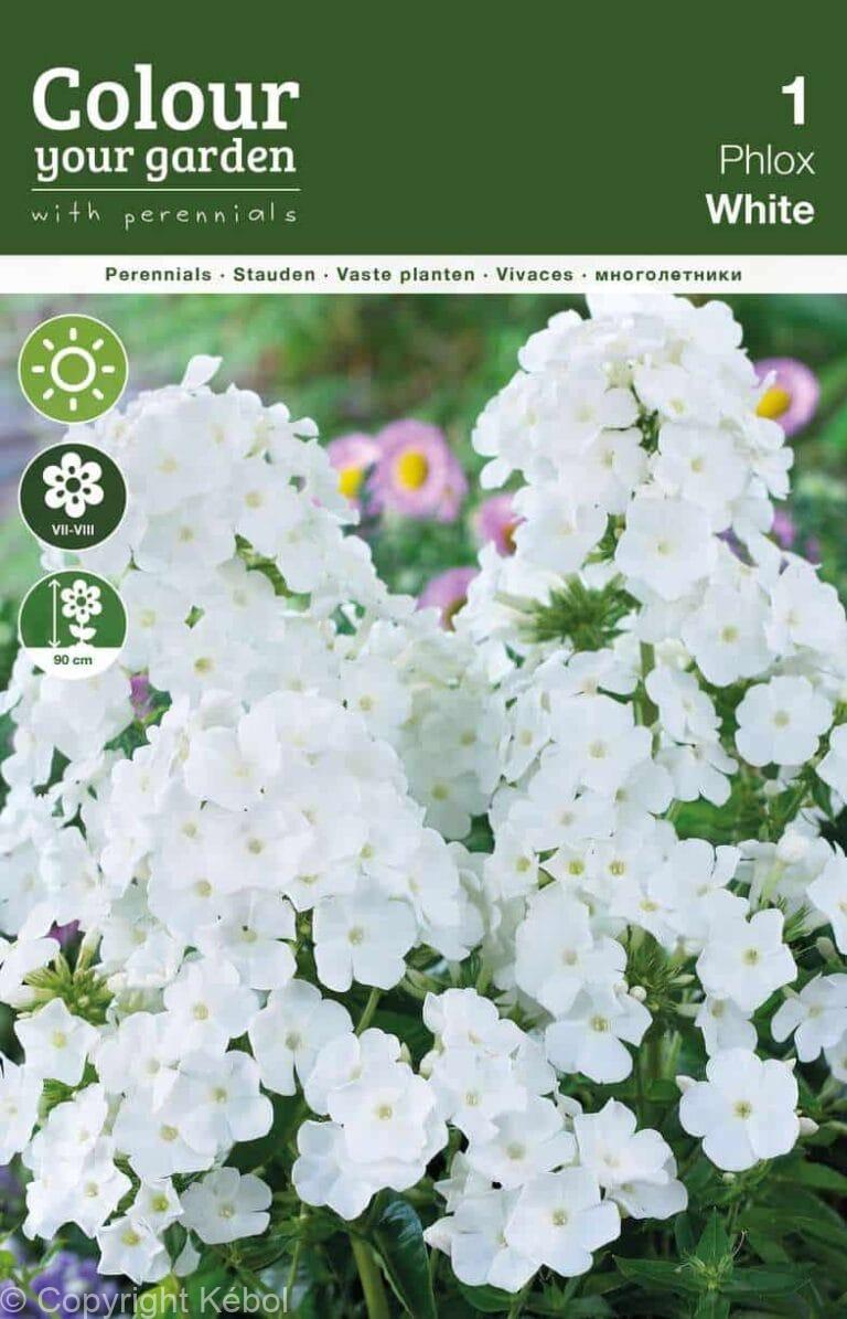 Phlox Paniculata White