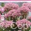 Sedum Carl
